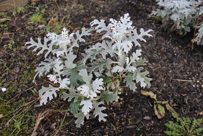 Close-up of snow on plant