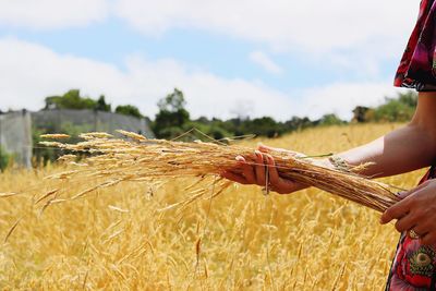 Midsection of person holding crops in farm