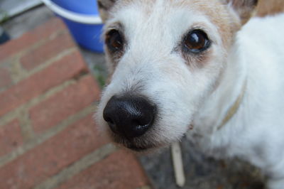 Close-up portrait of dog