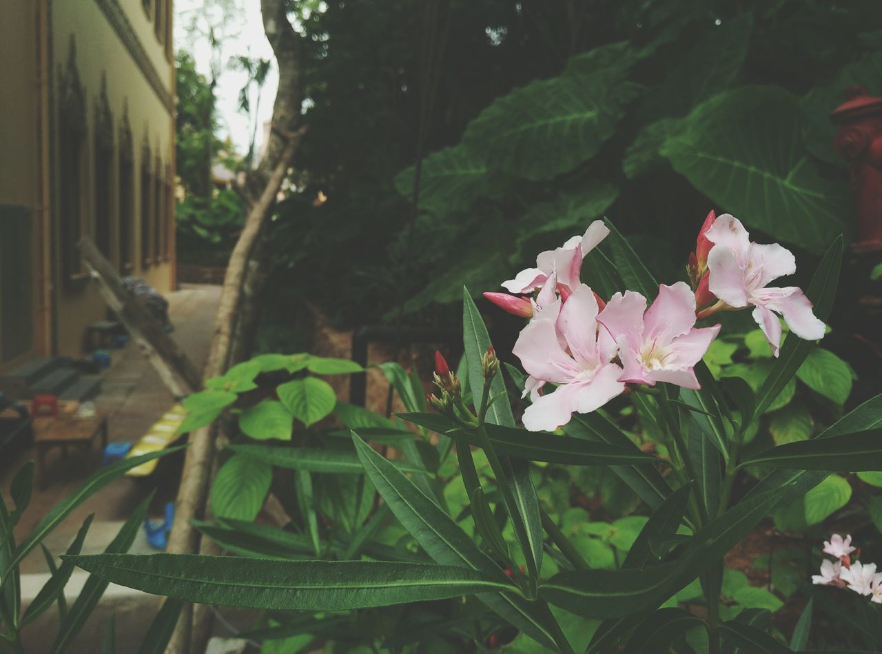 flower, petal, freshness, fragility, growth, flower head, plant, blooming, beauty in nature, leaf, nature, pink color, close-up, focus on foreground, in bloom, front or back yard, day, blossom, sunlight, no people