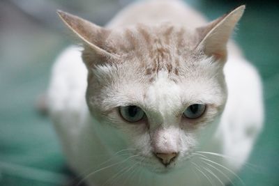 Close-up portrait of cat