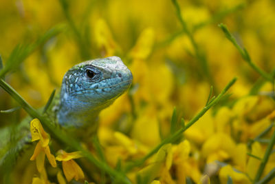 Close-up of a lizard