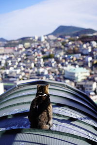 Close-up of bird against buildings in city