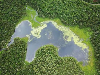 High angle view of leaf on land