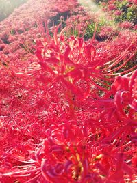 Close-up of red flowering plant