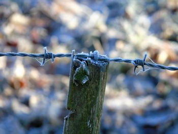 Close-up of barbed wire