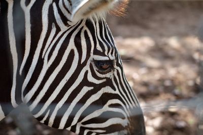 Close-up of zebra on land