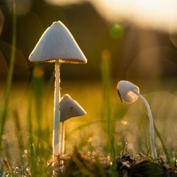 Close-up of mushroom growing on field