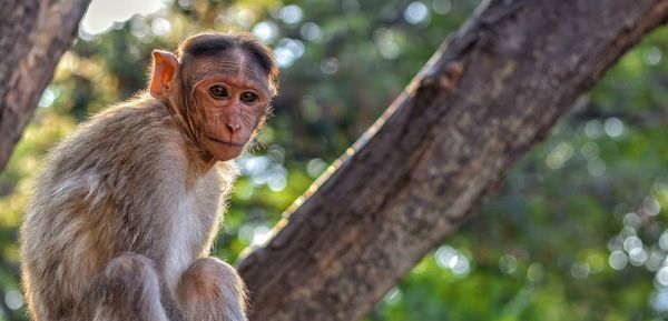 Close-up of monkey on tree