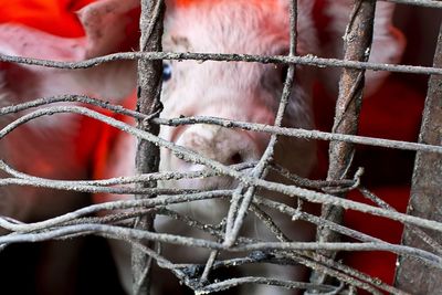 Close-up of pig seen through rusty metal fence