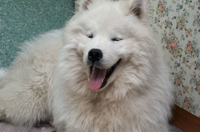 Samoyed dog with white fur lies on the floor