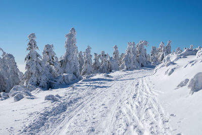 Winter landscape with path and trees under the snow. winter scenery.