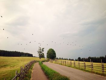 Scenic view of agricultural field against sky