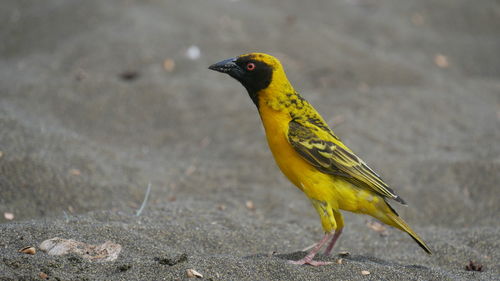 Tisserin gendarme sur une plage de la réunion