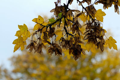 Low angle view of autumnal tree against sky