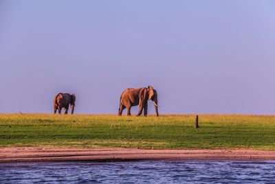 Elephants lake kariba 