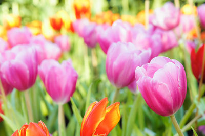 Close-up of pink tulips blooming on field