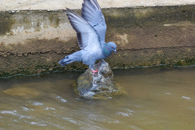 Close-up of seagull flying over lake