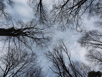Low angle view of silhouette bare trees against sky