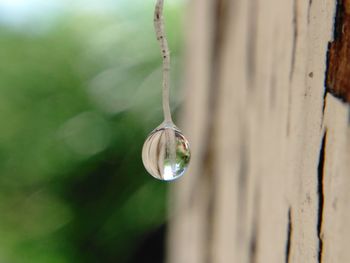 Close-up of hanging outdoors