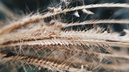 Macro shot of feather