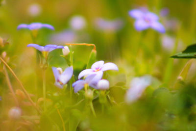 Close-up of purple flowers blooming in field