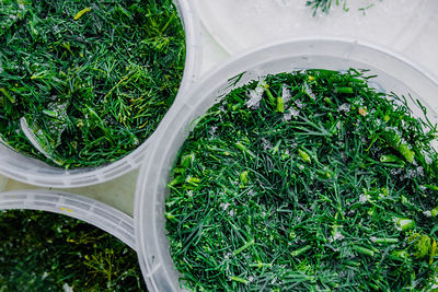 High angle view of plants in container