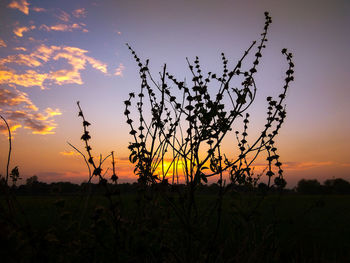 Silhouette plants on field against sky during sunset