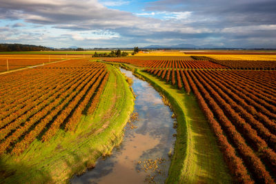 Scenic view of agricultural field against sky