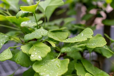 Close-up of raindrops on leaves