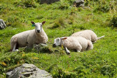 Sheep on grass