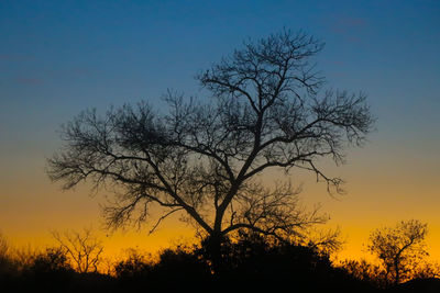 Low angle view of silhouette bare tree against sky during sunset