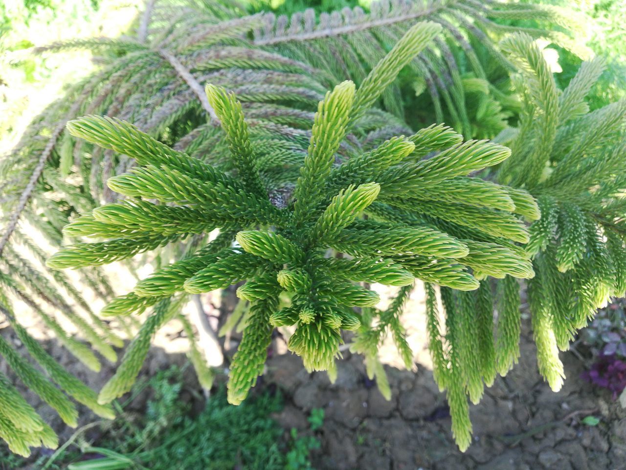 HIGH ANGLE VIEW OF GREEN LEAVES