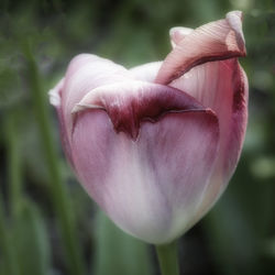 Close-up of pink tulip