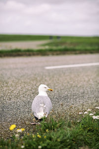 Seagull perching on grass against sky