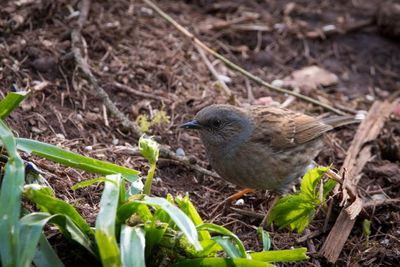 Close-up of a bird on field