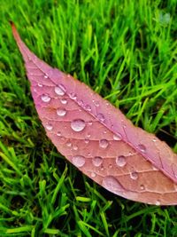 Close-up of wet red leaf on grass