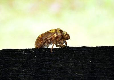 Close-up of lizard