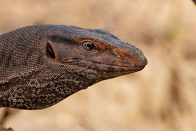 Close-up of lizard