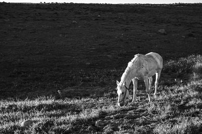 Horse grazing in field