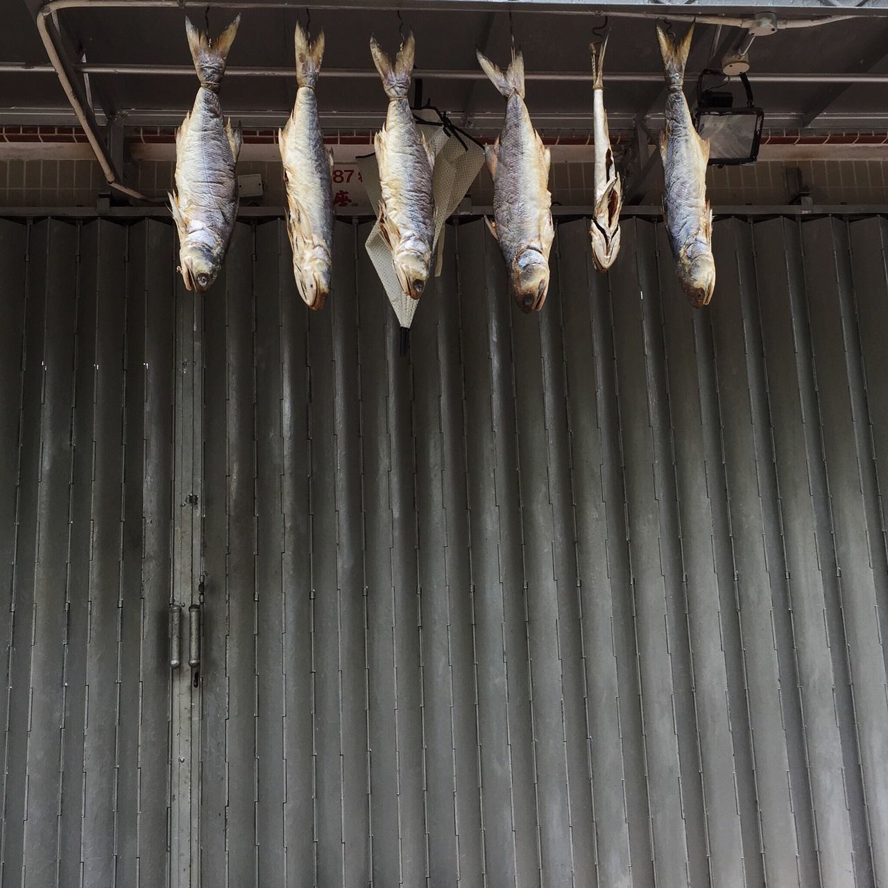 Fish hanging out to dry