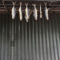 Low angle view of dried fishes hanging against shutter