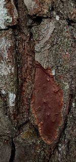 Full frame shot of tree trunk