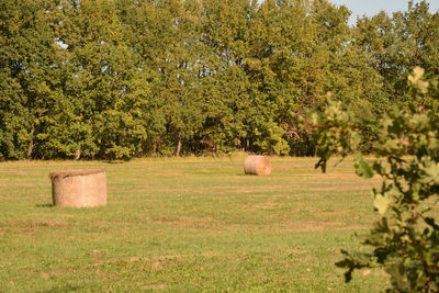 Hay bales on field against trees