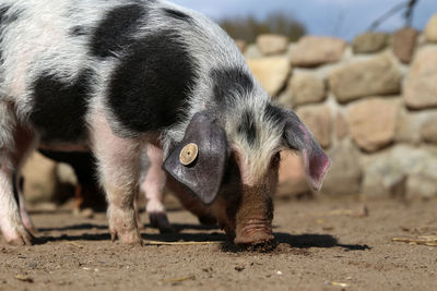 Close-up of pig on land