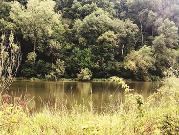 Scenic view of lake by trees in forest