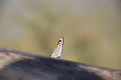 Close-up of butterfly