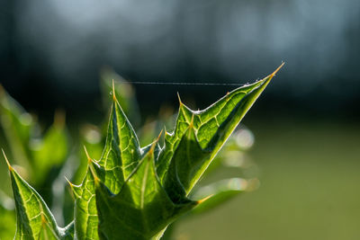 Close-up of spider net string between green leaves on plant at field