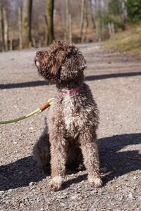 Close-up of a poodle dog on footpath