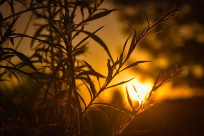 Close-up of plants against sunset sky